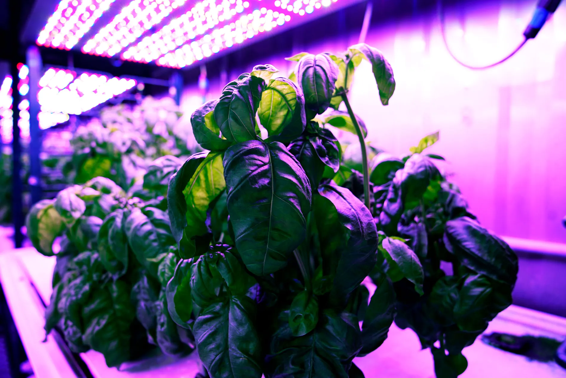 agriculture