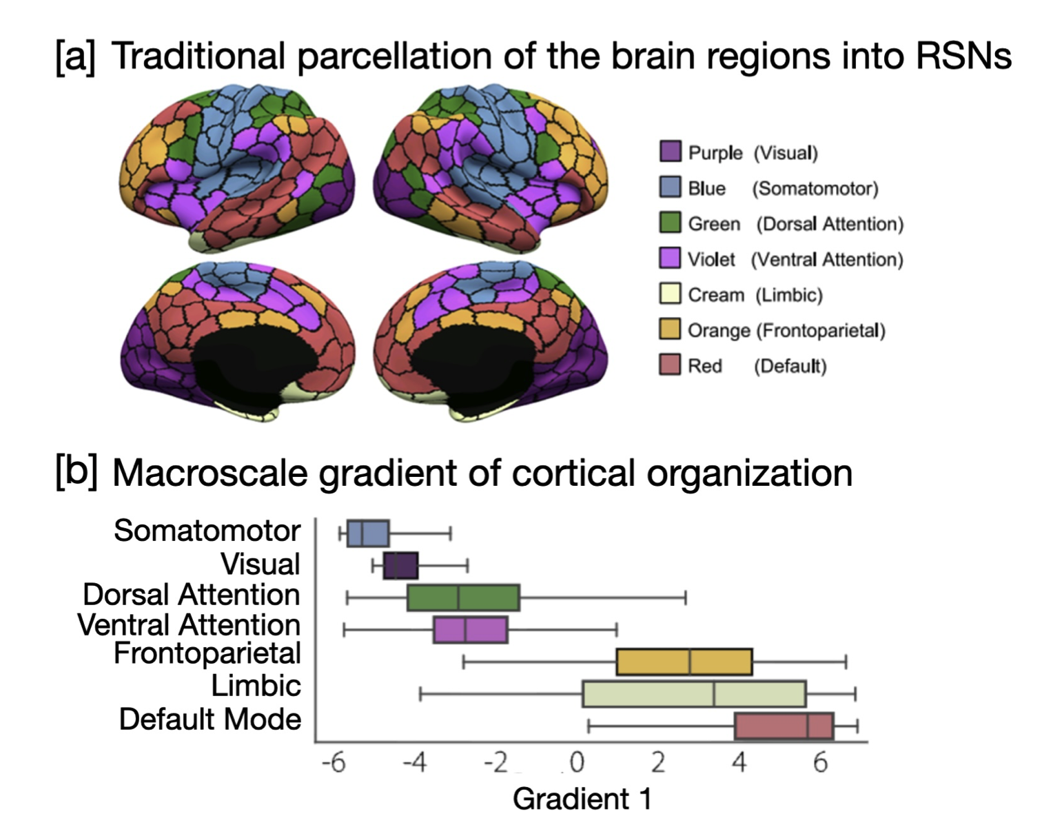 Brain image with plot