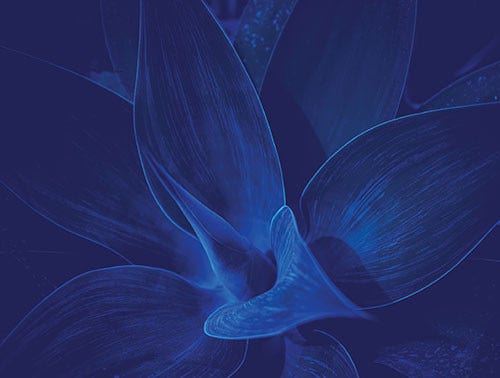 Succulent species agave attenuata leaves details