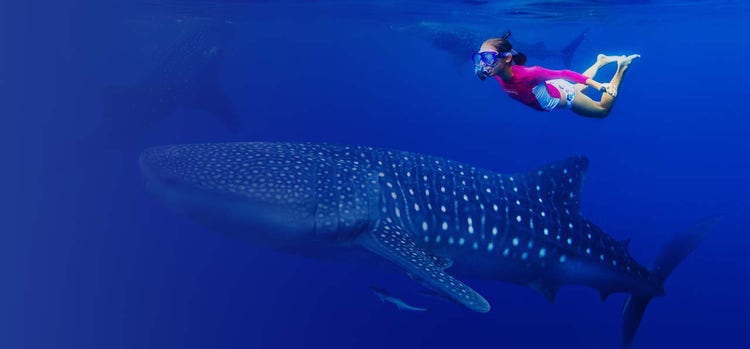 A Women wearing swimming googles and swimming with large fishes.