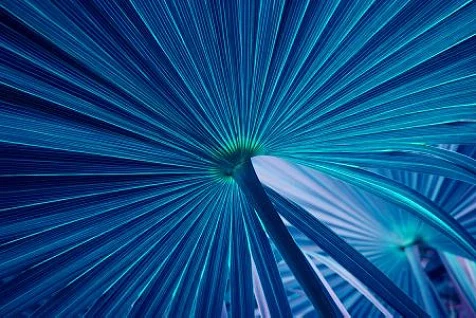 Close-up of blue palm leaves radiating in a fan pattern